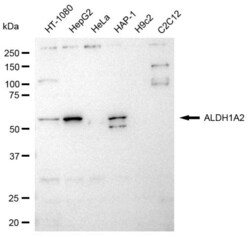 Invitrogen ALDH1A2 Recombinant Rabbit Monoclonal Antibody (23GB3640), Invitrogen