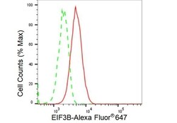 Invitrogen eIF3b Recombinant Rabbit Monoclonal Antibody (23GB3830), Invitrogen