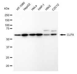 Invitrogen CLPX Recombinant Rabbit Monoclonal Antibody (23GB1745), Invitrogen