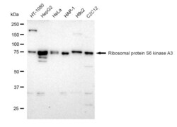 Invitrogen RSK2 Recombinant Rabbit Monoclonal Antibody (23GB1530), Invitrogen
