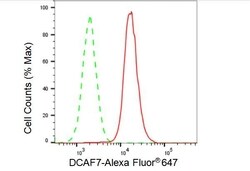 Invitrogen DCAF7 Recombinant Rabbit Monoclonal Antibody (23GB3115), Invitrogen