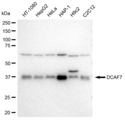 Invitrogen DCAF7 Recombinant Rabbit Monoclonal Antibody (23GB3115), Invitrogen