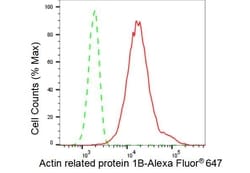 Invitrogen ACTR1B Recombinant Rabbit Monoclonal Antibody (23GB3135) 20 &mu;L | Buy Online | Invitrogen&trade; | Fisher Scientific