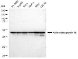 Invitrogen ACTR1B Recombinant Rabbit Monoclonal Antibody (23GB3135) 20 &mu;L | Buy Online | Invitrogen&trade; | Fisher Scientific