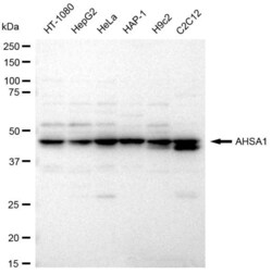 Invitrogen AHA1 Recombinant Rabbit Monoclonal Antibody (23GB3170):Antibodies:Primary