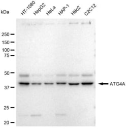 Invitrogen ATG4A Recombinant Rabbit Monoclonal Antibody (23GB3235), Invitrogen