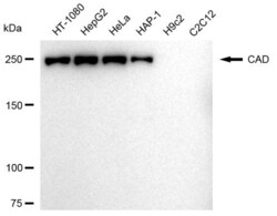 Invitrogen CAD Recombinant Rabbit Monoclonal Antibody (23GB3075), Invitrogen