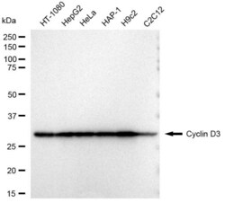 Invitrogen Cyclin D3 Recombinant Rabbit Monoclonal Antibody (23GB3530),