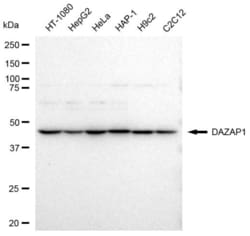 Invitrogen DAZAP1 Recombinant Rabbit Monoclonal Antibody (23GB3540), Invitrogen
