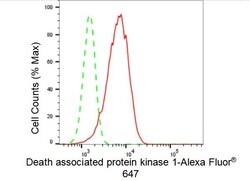 Invitrogen DAPK1 Recombinant Rabbit Monoclonal Antibody (23GB3565), Invitrogen