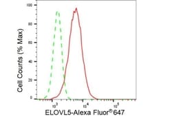 Invitrogen ELOVL5 Recombinant Rabbit Monoclonal Antibody (23GB3580), Invitrogen