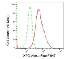Invitrogen XPD Recombinant Rabbit Monoclonal Antibody (23GB1675), Invitrogen