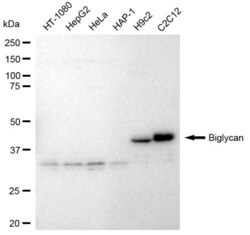 Invitrogen Biglycan Recombinant Rabbit Monoclonal Antibody (23GB3700),