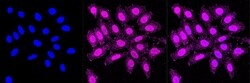 Invitrogen&trade;&nbsp;C4BPB Recombinant Rabbit Monoclonal Antibody (23GB3715)