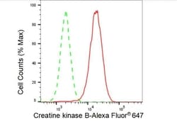 Invitrogen Creatine Kinase BB Recombinant Rabbit Monoclonal Antibody (23GB3790),