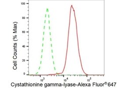 Invitrogen CTH Recombinant Rabbit Monoclonal Antibody (23GB3805), Invitrogen