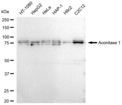 Invitrogen Aconitase 1 Recombinant Rabbit Monoclonal Antibody (23GB3915), Invitrogen 100 &mu;L | Buy Online | Invitrogen&trade; | Fisher Scientific