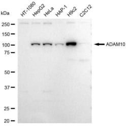 Invitrogen ADAM10 Recombinant Rabbit Monoclonal Antibody (23GB3920), Invitrogen