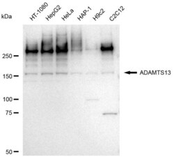 Invitrogen ADAMTS13 Recombinant Rabbit Monoclonal Antibody (23GB3925),