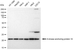 Invitrogen AKAP14 Recombinant Rabbit Monoclonal Antibody (23GB3935) 20 &mu;L | Buy Online | Invitrogen&trade; | Fisher Scientific