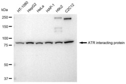 Invitrogen ATRIP Recombinant Rabbit Monoclonal Antibody (23GB3950), Invitrogen