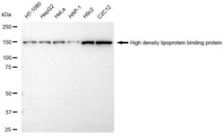 Invitrogen HDLBP Recombinant Rabbit Monoclonal Antibody (23GB3970), Invitrogen 100 &mu;L | Buy Online | Invitrogen&trade; | Fisher Scientific