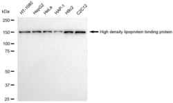 Invitrogen HDLBP Recombinant Rabbit Monoclonal Antibody (23GB3975), Invitrogen