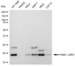 Invitrogen PSMB9 Recombinant Rabbit Monoclonal Antibody (23GB4110), Invitrogen