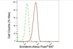 Invitrogen SCIN Recombinant Rabbit Monoclonal Antibody (23GB4135), Invitrogen