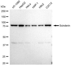 Invitrogen SCIN Recombinant Rabbit Monoclonal Antibody (23GB4135), Invitrogen