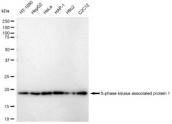 Invitrogen SKP1 Recombinant Rabbit Monoclonal Antibody (23GB4140), Invitrogen