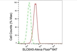 Invitrogen GlyT2 Recombinant Rabbit Monoclonal Antibody (23GB4145), Invitrogen