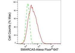 Invitrogen SMARCA5 Recombinant Rabbit Monoclonal Antibody (23GB4160), Invitrogen