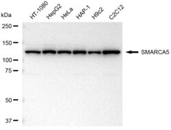 Invitrogen SMARCA5 Recombinant Rabbit Monoclonal Antibody (23GB4160), Invitrogen