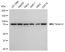 Invitrogen Tensin 4 Recombinant Rabbit Monoclonal Antibody (23GB4225),