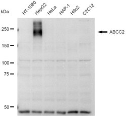 Invitrogen MRP2 Recombinant Rabbit Monoclonal Antibody (23GB4275), Invitrogen