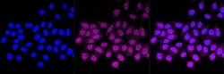 Invitrogen&trade;&nbsp;Tartrate Resistant Acid Phosphatase Recombinant Rabbit Monoclonal Antibody (23GB4280)