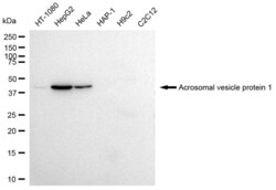 Invitrogen Acrosomal Vesicle Protein Recombinant Rabbit Monoclonal Antibody