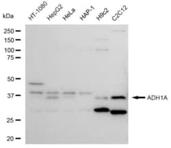 Invitrogen Alcohol Dehydrogenase 1A Recombinant Rabbit Monoclonal Antibody