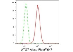 Invitrogen ATG7 Recombinant Rabbit Monoclonal Antibody (23GB1730), Invitrogen