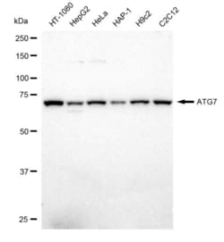 Invitrogen ATG7 Recombinant Rabbit Monoclonal Antibody (23GB1730), Invitrogen