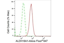 Invitrogen ALDH16A1 Recombinant Rabbit Monoclonal Antibody (23GB4315),