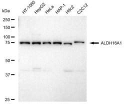 Invitrogen ALDH16A1 Recombinant Rabbit Monoclonal Antibody (23GB4315),