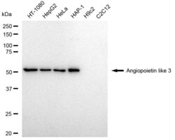 Invitrogen ANGPTL3 Recombinant Rabbit Monoclonal Antibody (23GB4320), Invitrogen