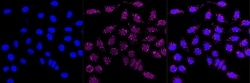 Invitrogen&trade;&nbsp;ATF1 Recombinant Rabbit Monoclonal Antibody (23GB4325)