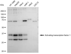 Invitrogen ATF1 Recombinant Rabbit Monoclonal Antibody (23GB4325) 20 &mu;L | Buy Online | Invitrogen&trade; | Fisher Scientific