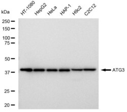 Invitrogen ATG3 Recombinant Rabbit Monoclonal Antibody (23GB4330), Invitrogen
