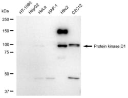 Invitrogen&trade;&nbsp;Phospho-Vimentin (Ser39) Recombinant Rabbit Monoclonal Antibody (23GB4360)