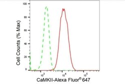 Invitrogen CaMKII Pan Recombinant Rabbit Monoclonal Antibody (23GB4370),