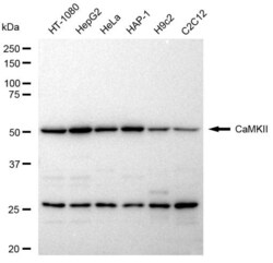 Invitrogen CaMKII Pan Recombinant Rabbit Monoclonal Antibody (23GB4370),